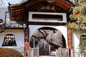 香積院、しだれ桜、3月春の花、名古屋市昭和区の観光・撮影スポットの画像と写真