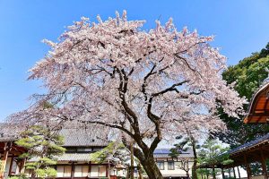 香積院、しだれ桜、3月春の花、名古屋市昭和区の観光・撮影スポットの画像と写真