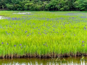 小堤西池かきつばた群落、5月夏の花、愛知県刈谷市の観光・撮影スポットの画像と写真