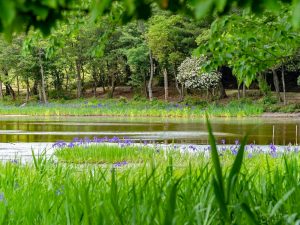 小堤西池かきつばた群落、5月夏の花、愛知県刈谷市の観光・撮影スポットの画像と写真