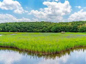 小堤西池かきつばた群落、5月夏の花、愛知県刈谷市の観光・撮影スポットの画像と写真