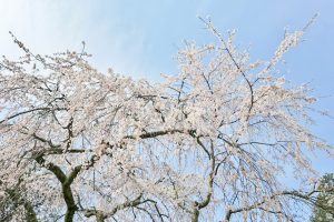 松平郷高月院、しだれ桜、3月春の花、愛知県豊田市の観光・撮影スポットの画像と写真