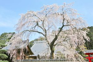 松平郷高月院、しだれ桜、3月春の花、愛知県豊田市の観光・撮影スポットの画像と写真