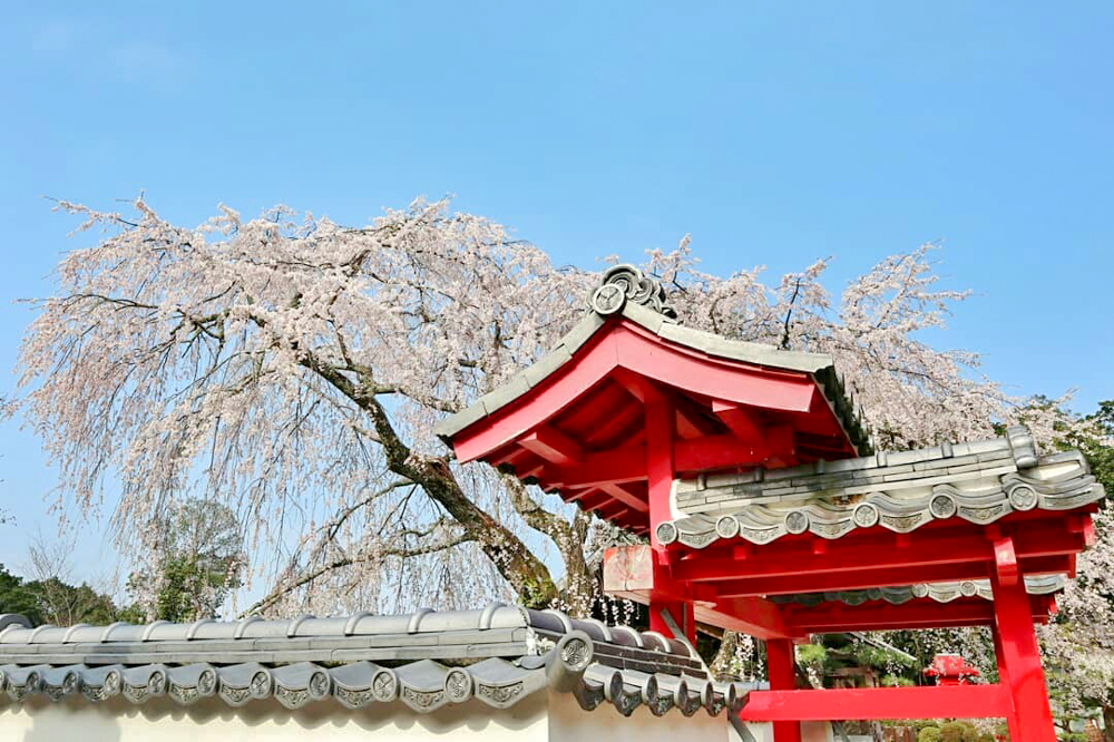 松平郷高月院、しだれ桜、3月春の花、愛知県豊田市の観光・撮影スポットの画像と写真