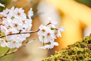 松平郷高月院、しだれ桜、3月春の花、愛知県豊田市の観光・撮影スポットの画像と写真