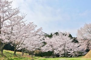 松平郷高月院、しだれ桜、3月春の花、愛知県豊田市の観光・撮影スポットの画像と写真