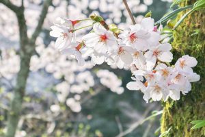 松平郷高月院、しだれ桜、3月春の花、愛知県豊田市の観光・撮影スポットの画像と写真