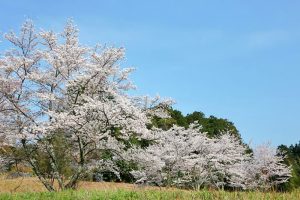 松平郷高月院、しだれ桜、3月春の花、愛知県豊田市の観光・撮影スポットの画像と写真