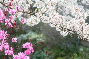 松平郷高月院、しだれ桜、3月春の花、愛知県豊田市の観光・撮影スポットの画像と写真