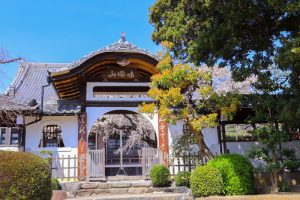 香積院、しだれ桜、3月春の花、名古屋市昭和区の観光・撮影スポットの画像と写真
