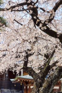 香積院、しだれ桜、3月春の花、名古屋市昭和区の観光・撮影スポットの画像と写真