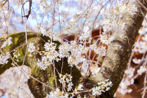 香積院、しだれ桜、3月春の花、名古屋市昭和区の観光・撮影スポットの画像と写真