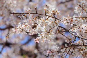 香積院、しだれ桜、3月春の花、名古屋市昭和区の観光・撮影スポットの画像と写真