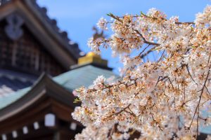 香積院、しだれ桜、3月春の花、名古屋市昭和区の観光・撮影スポットの画像と写真