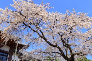 香積院、しだれ桜、3月春の花、名古屋市昭和区の観光・撮影スポットの画像と写真
