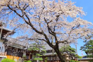 香積院、しだれ桜、3月春の花、名古屋市昭和区の観光・撮影スポットの画像と写真