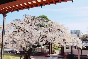 香積院、しだれ桜、3月春の花、名古屋市昭和区の観光・撮影スポットの画像と写真