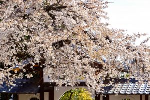 香積院、しだれ桜、3月春の花、名古屋市昭和区の観光・撮影スポットの画像と写真