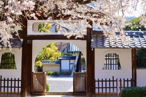 香積院、しだれ桜、3月春の花、名古屋市昭和区の観光・撮影スポットの画像と写真