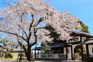 香積院、しだれ桜、3月春の花、名古屋市昭和区の観光・撮影スポットの画像と写真