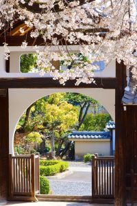 香積院、しだれ桜、3月春の花、名古屋市昭和区の観光・撮影スポットの画像と写真