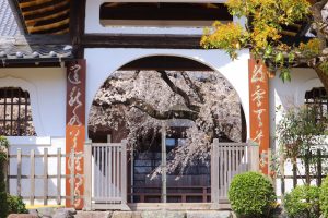 香積院、しだれ桜、3月春の花、名古屋市昭和区の観光・撮影スポットの画像と写真