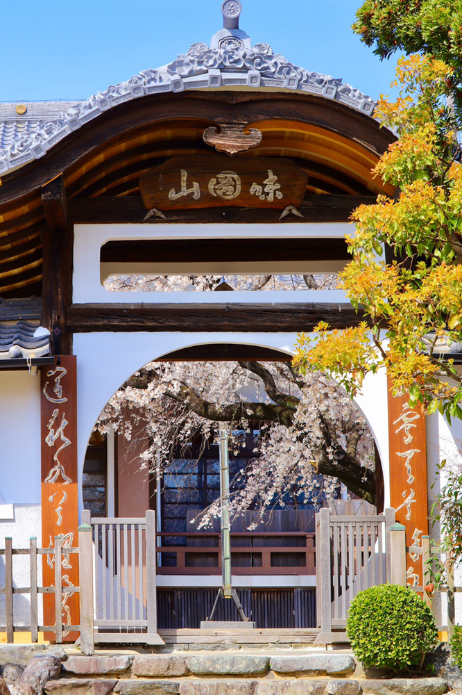 香積院、しだれ桜、3月春の花、名古屋市昭和区の観光・撮影スポットの画像と写真