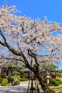 香積院、しだれ桜、3月春の花、名古屋市昭和区の観光・撮影スポットの画像と写真