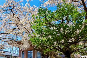 香積院、しだれ桜、3月春の花、名古屋市昭和区の観光・撮影スポットの画像と写真