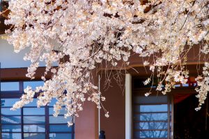 香積院、しだれ桜、3月春の花、名古屋市昭和区の観光・撮影スポットの画像と写真