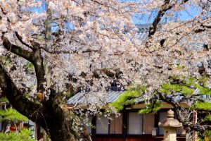 香積院、しだれ桜、3月春の花、名古屋市昭和区の観光・撮影スポットの画像と写真