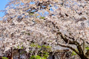香積院、しだれ桜、3月春の花、名古屋市昭和区の観光・撮影スポットの画像と写真