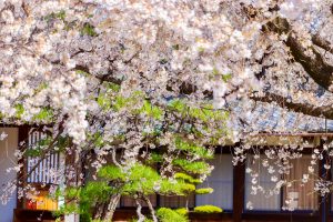 香積院、しだれ桜、3月春の花、名古屋市昭和区の観光・撮影スポットの画像と写真