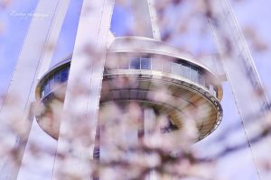 光明寺公園、しだれ桜、3月の春の花、愛知県一宮市の観光・撮影スポットの画像と写真