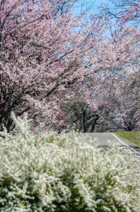 光明寺公園、しだれ桜、3月の春の花、愛知県一宮市の観光・撮影スポットの画像と写真