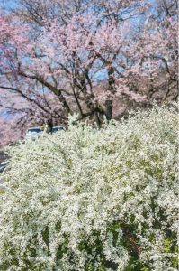 光明寺公園、しだれ桜、3月の春の花、愛知県一宮市の観光・撮影スポットの画像と写真