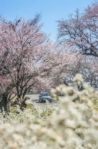 光明寺公園、しだれ桜、3月の春の花、愛知県一宮市の観光・撮影スポットの画像と写真