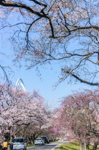 光明寺公園、しだれ桜、3月の春の花、愛知県一宮市の観光・撮影スポットの画像と写真