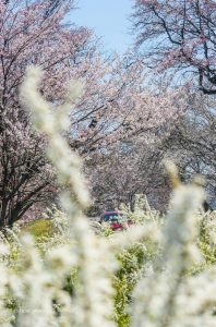 光明寺公園、しだれ桜、3月の春の花、愛知県一宮市の観光・撮影スポットの画像と写真
