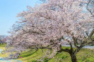 光明寺公園、しだれ桜、3月の春の花、愛知県一宮市の観光・撮影スポットの画像と写真