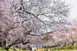 光明寺公園、しだれ桜、3月の春の花、愛知県一宮市の観光・撮影スポットの画像と写真