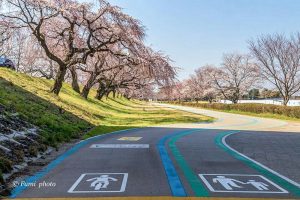 光明寺公園、しだれ桜、3月の春の花、愛知県一宮市の観光・撮影スポットの画像と写真