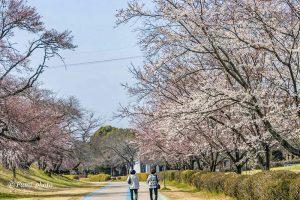 光明寺公園、しだれ桜、3月の春の花、愛知県一宮市の観光・撮影スポットの画像と写真