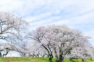 光明寺公園、しだれ桜、3月の春の花、愛知県一宮市の観光・撮影スポットの画像と写真