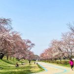 光明寺公園、しだれ桜、3月の春の花、愛知県一宮市の観光・撮影スポットの画像と写真