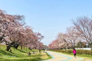 光明寺公園、しだれ桜、3月の春の花、愛知県一宮市の観光・撮影スポットの画像と写真