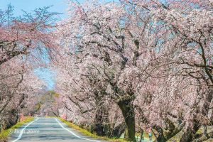 光明寺公園、しだれ桜、3月の春の花、愛知県一宮市の観光・撮影スポットの画像と写真