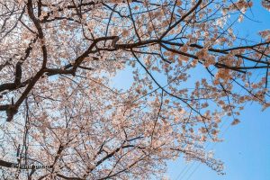 光明寺公園、しだれ桜、3月の春の花、愛知県一宮市の観光・撮影スポットの画像と写真