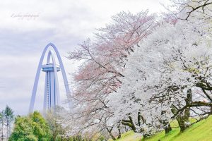 光明寺公園、しだれ桜、3月の春の花、愛知県一宮市の観光・撮影スポットの画像と写真