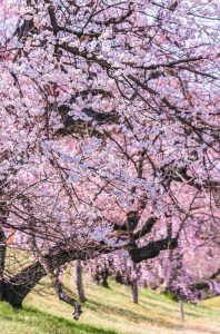 光明寺公園、しだれ桜、3月の春の花、愛知県一宮市の観光・撮影スポットの画像と写真